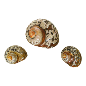 Set of 3 Natures Beauty Brown Turbo Sea Shells