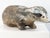 Reconstituted Stone Badger Garden Ornament, England 1960s For Sale In New York - Image 6 of 11