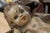 Ceramic Antique Italian Baroque Hand Painted Ceramic Cherub Sculpture, C. 19th Century For Sale - Image 7 of 7