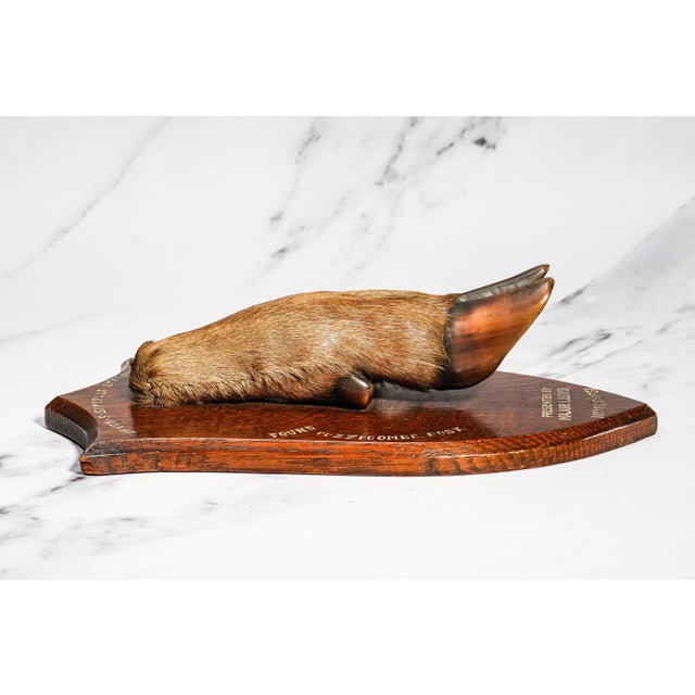 Brown Nice Deer Hoof Wood Shield Mounted Antique English Taxidermy Hunting Trophy For Sale - Image 8 of 14