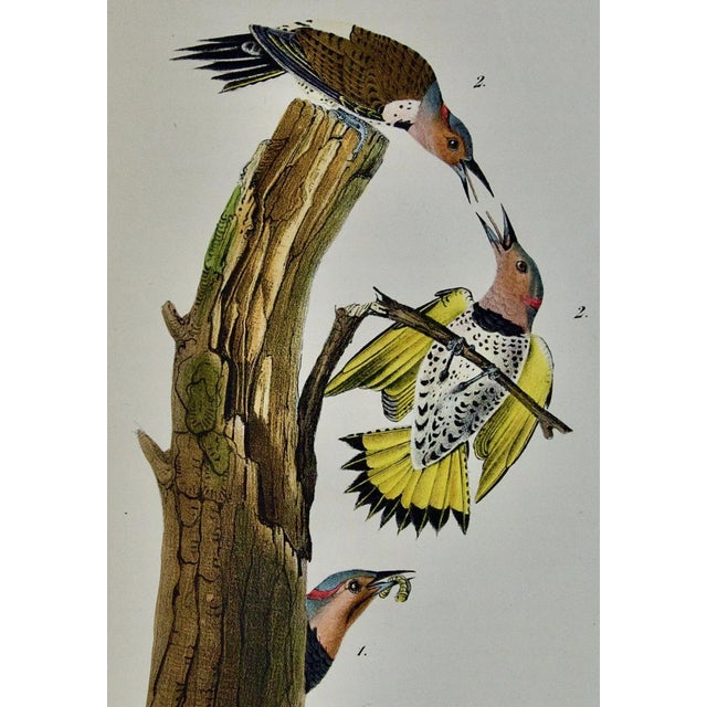 Realism Audubon Golden-Winged Woodpecker: First Octavo Edition Audubon Hand-Colored Lithograph, 1840 For Sale - Image 3 of 5