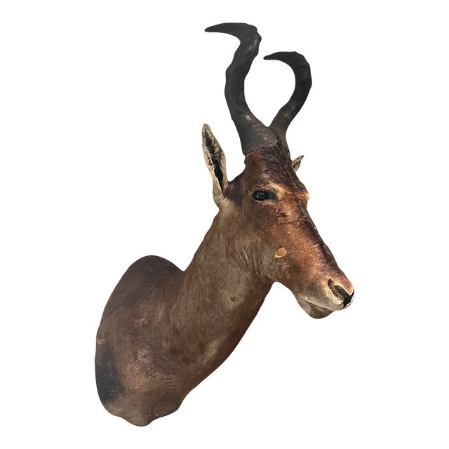 Large Vintage African Red Hartebeest Taxidermy Shoulder Mount For Sale