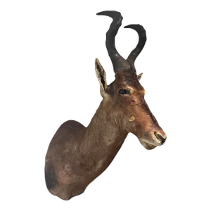 Large Vintage African Red Hartebeest Taxidermy Shoulder Mount