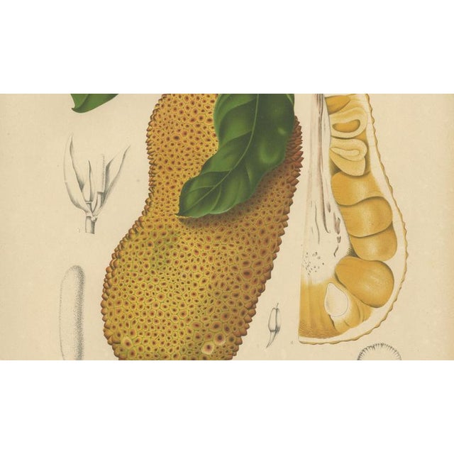 Hoola van Nooten, Jackfruit, 1880, Chromolithograph For Sale - Image 6 of 9