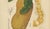Hoola van Nooten, Jackfruit, 1880, Chromolithograph For Sale - Image 6 of 9