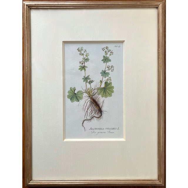 Early 19th Century Antique Botanical Prints -Custom Framed-Adolphus Ypey-Set 3 For Sale - Image 5 of 7