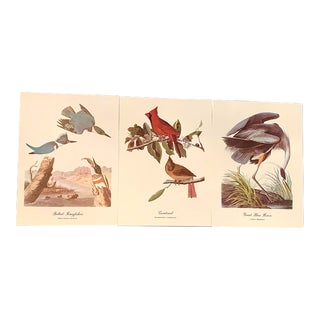 1960s Audubon Bird Lithographs - Set of 3 For Sale