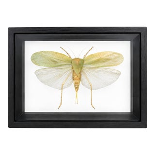 Framed Giant Katydid Shadow Box Specimen Display For Sale
