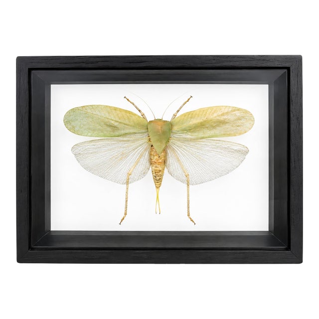 Framed Giant Katydid Shadow Box Specimen Display For Sale