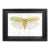 Framed Giant Katydid Shadow Box Specimen Display For Sale