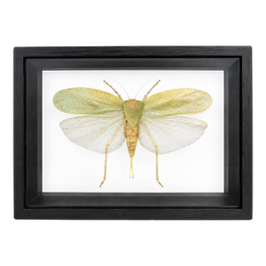 Framed Giant Katydid Shadow Box Specimen Display