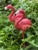 Vintage pair of pink flamingo bird garden coastal sculptures, 23”.