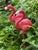 Vintage pair of pink flamingo bird garden coastal sculptures, 23”.