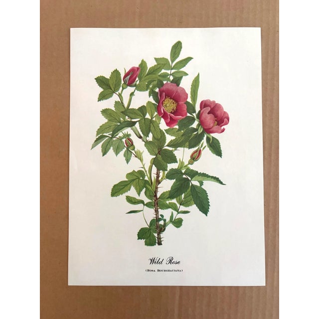 Up for sale is this charming print from an original painting by noted artist Mary Vaux Walcott (1860-1940), matted in an...