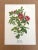 Up for sale is this charming print from an original painting by noted artist Mary Vaux Walcott (1860-1940), matted in an...