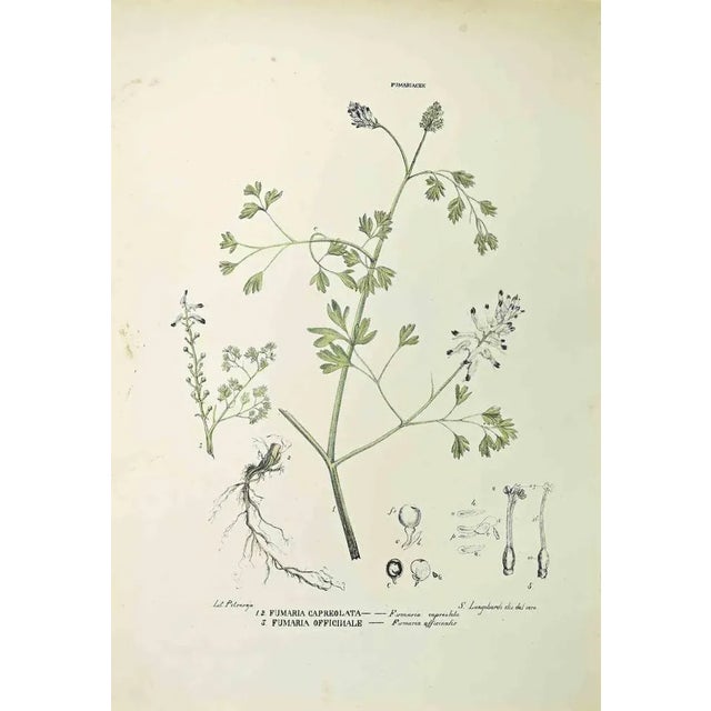 Lithograph hand watercolored. Belongs to the Series "Atlante di Botanica popolare ossia Illustrazione di Piante Notevoli...