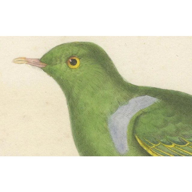 Prêtre, Ornithological Illustration of the Male Dwarf Pigeon (Colombe Naine), 1838, Print For Sale - Image 4 of 6