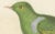 Prêtre, Ornithological Illustration of the Male Dwarf Pigeon (Colombe Naine), 1838, Print For Sale - Image 4 of 6