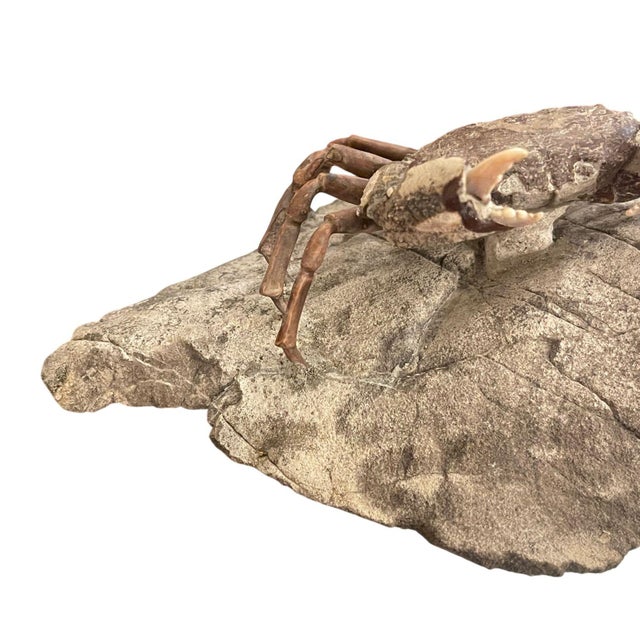 Fossil Crab (Galene Granulifera) From Taiwan, Pliocene Period For Sale In Los Angeles - Image 6 of 8