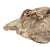 Fossil Crab (Galene Granulifera) From Taiwan, Pliocene Period For Sale In Los Angeles - Image 6 of 8