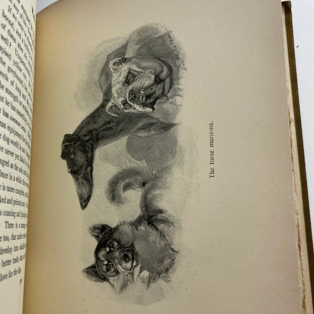 1902 Wild Animals I Have Known Book For Sale - Image 12 of 13