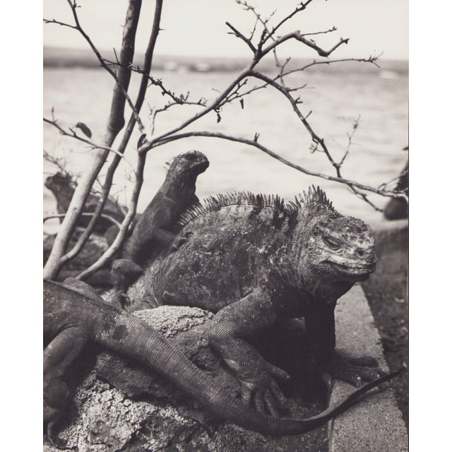 Hanna Seidel, Galápagos Iguana, Black and White Photograph, 1960s For Sale - Image 3 of 3
