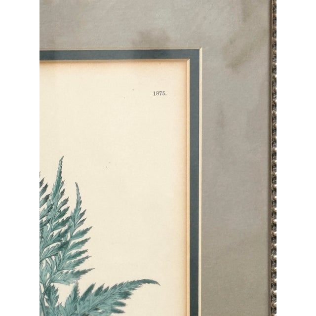 Traditional Antique Framed Fern Print For Sale - Image 3 of 7