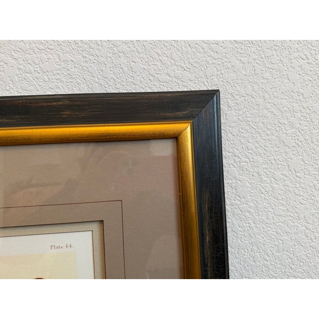 Ethan Allen Ethan Allen Eggs of British Birds II For Sale - Image 4 of 10