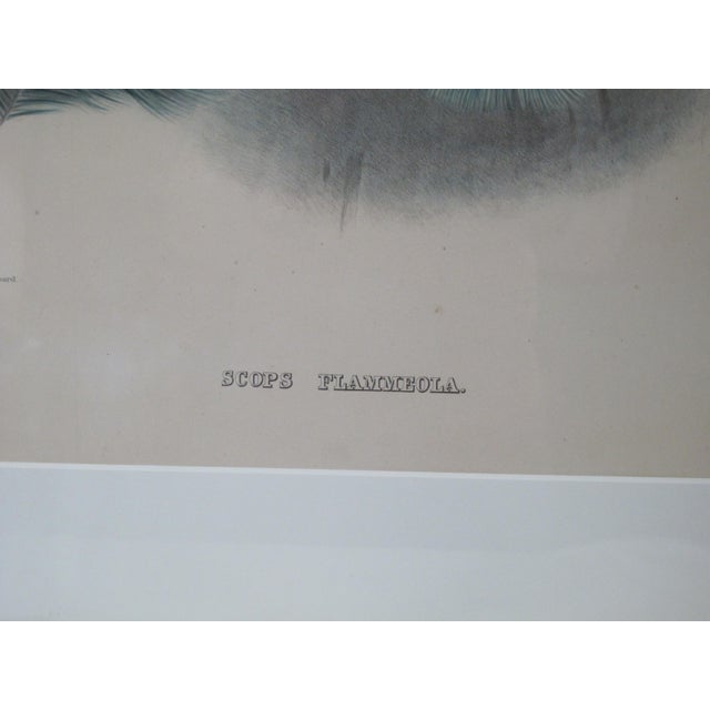 Printmaking Materials Daniel Giraud Elliot Hand Tinted 1869 Whitneys Flammulated Owl Framed Lithograph For Sale - Image 7 of 8