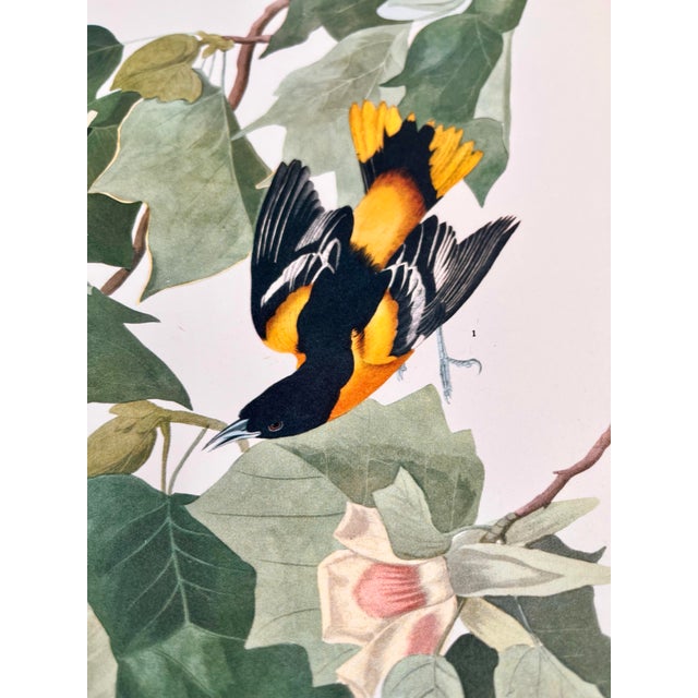 1960s 1964 Audubon Folio Lithograph Great Bird Paintings – “Baltimore Oriole” 17x14 For Sale - Image 5 of 7