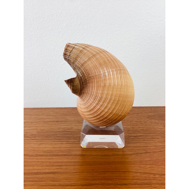 Vintage Brown & White Sea Snail Sea Shell on Lucite Base For Sale - Image 4 of 6