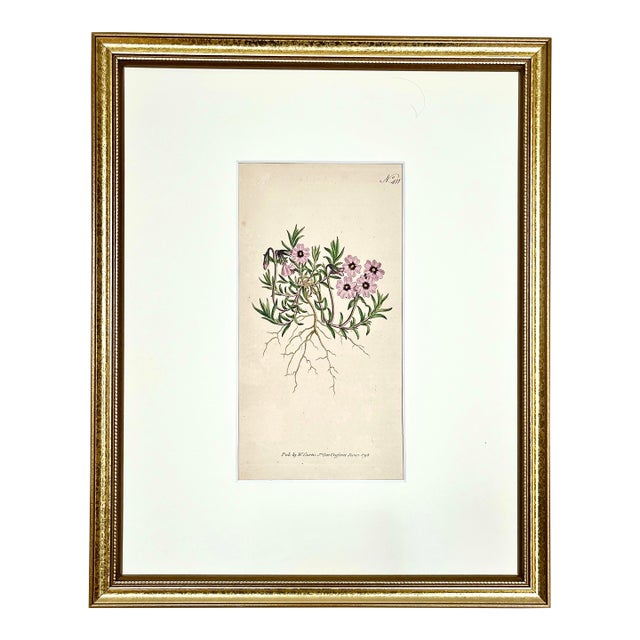 Antique Original Hand Colored Curtisi in Floral Botanical Etching c.1797 For Sale