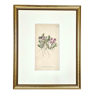 Antique Original Hand Colored Curtisi in Floral Botanical Etching c.1797