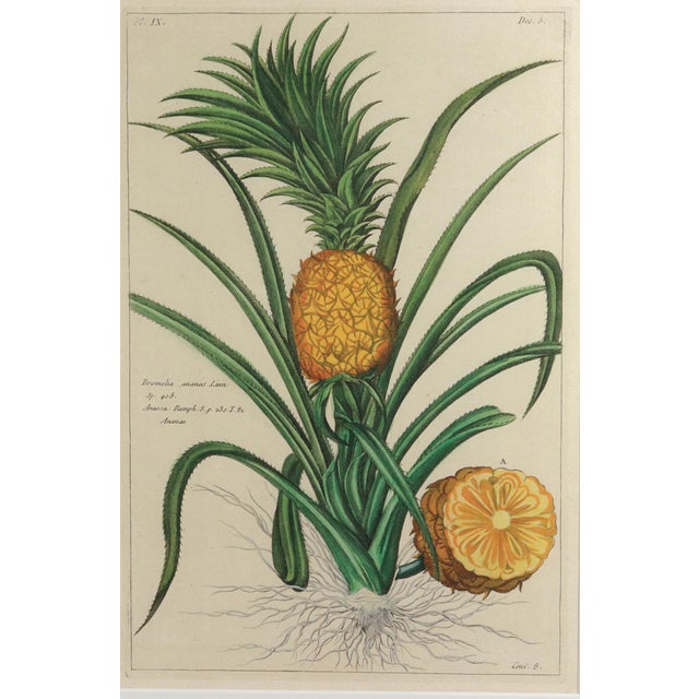 Hand-Colored Copper Engraving of the Pineapple Georg Eberhard Rumphius, Herbarium Amboinense, edited by Johannes Burman...