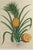Hand-Colored Copper Engraving of the Pineapple Georg Eberhard Rumphius, Herbarium Amboinense, edited by Johannes Burman...