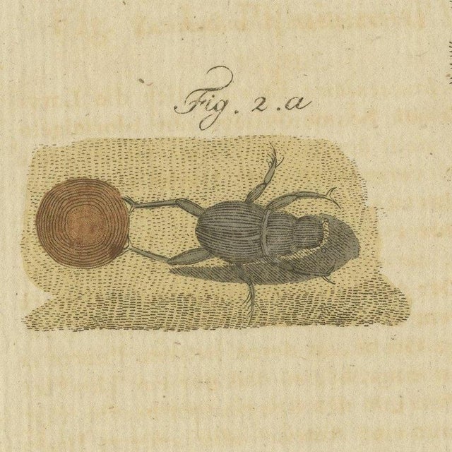 Pink Bertuch, Centipede, Dung Beetle and Ant Lion, 1805, Print For Sale - Image 8 of 12