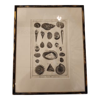 Copper Etching by Danioto for "Histoire Naturelle", Published 1751 in Paris Coquilles De Mer Reproduction For Sale