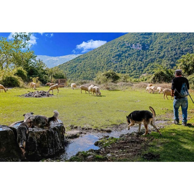 Moving the flock through frattura vecchia is a beautiful photograph on pearl photographic paper realized by the artist...