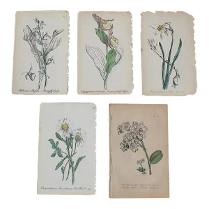 Antique 19th Century Hand Colored Botanical Lithographs - Set of 5