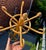 Mid 20th Century Bamboo Hat/Coat Rack Hall Tree Umbrella Holder For Sale - Image 4 of 12
