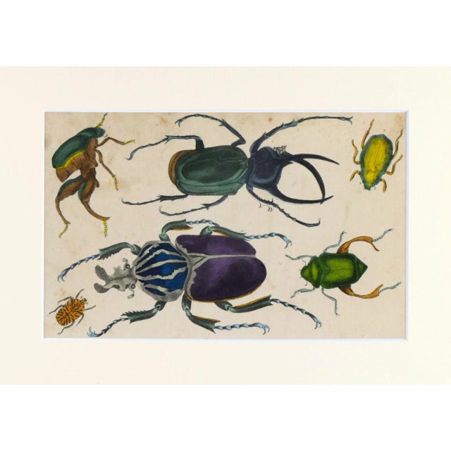 19th Century Antique English Hand Colored Entomological Engraving of Beetles For Sale - Image 4 of 5
