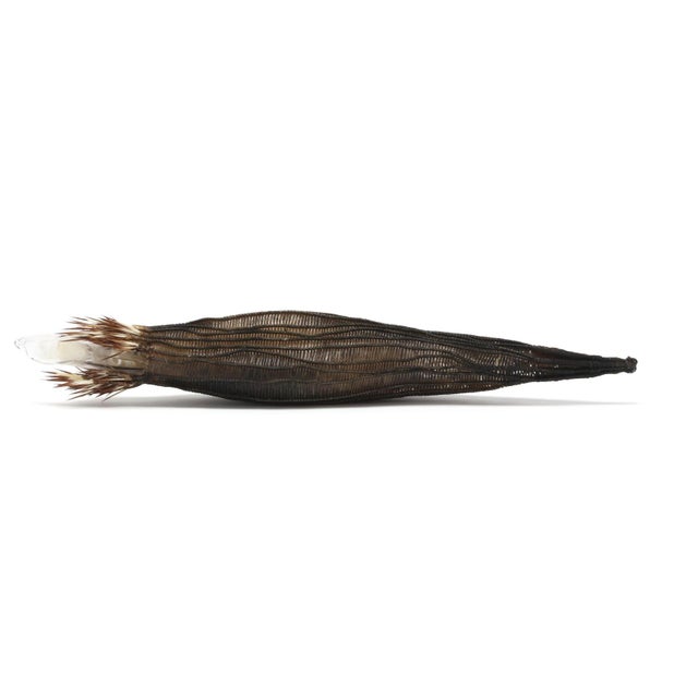 2003, blown glass, gut cord, quills, fur, signed and dated to the terminus. 15 1/4 x 2 3/4 x 2 3/4 in. Private Collection,...