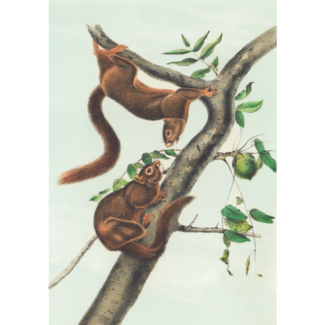 Original first edition Audubon stone lithograph from "The Viviparous Quadrupeds of North America", octavo edition, printed...