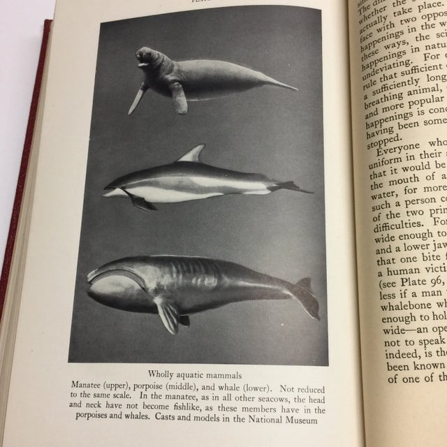 1944 Birds & Beasts Smithsonian Book For Sale - Image 10 of 12
