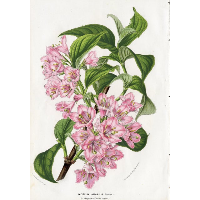 Paper 14 Van Houtte Botanicals! Hand Color c.1853 Set A For Sale - Image 7 of 15