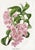 Paper 14 Van Houtte Botanicals! Hand Color c.1853 Set A For Sale - Image 7 of 15