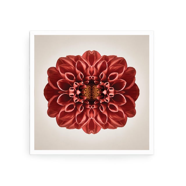 "Terrene" Contemporary Botanical Limited Edition Photograph For Sale - Image 4 of 4