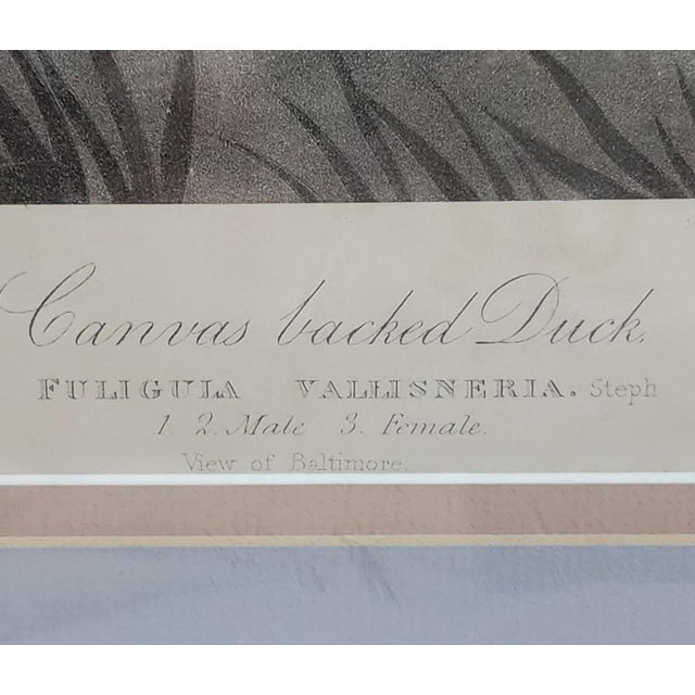 4' X 3' John James Audubon "Canvasbacked Duck" (Plate 301) – No. 61 From the Birds of America For Sale - Image 4 of 9