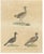 Karl Joseph Brodtmann, Game Birds & Bustard, 1816, Lithograph For Sale - Image 9 of 9