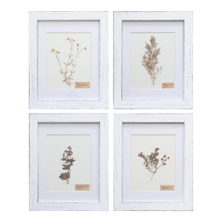Custom Framed Antique Swedish Botanical Herbariums, 1912 - Set of 4 For Sale